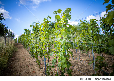 Grapevine rows at a vineyard estate on a sunny day 69246808