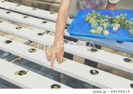 farmer putting hydroponic vegetable sprout on wet sponge on Hydr farmer putting hydroponic vegetable sprout on wet sponge on Hydr 69246914