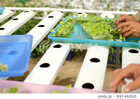 seedling of hydroponic vegetable sprout on wet sponge in plant n 69246930
