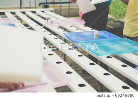 preparing wet sponge for seedling of hydroponic vegetable sprout preparing wet sponge for seedling of hydroponic vegetable sprout 69246980