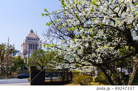 国会議事堂の外観【日本の政治のイメージ】 69247337