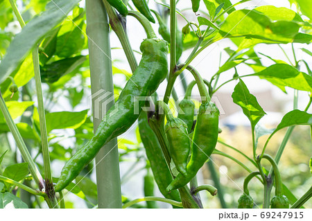 甘とう美人(甘長とうがらし)の栽培(6月) 家庭菜園 甘とう美人(甘長とうがらし)の栽培(6月) 家庭菜園 69247915