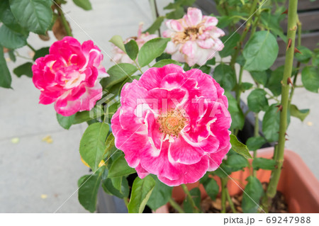 花 フラワー お花 69247988