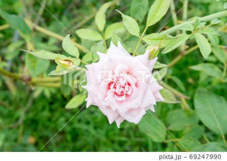 花 フラワー お花 69247990