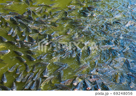 Tilapia, valuable fisilapia, valuable fish, tasty food, the market needs economic value. It was raised in a pond and fed the pellets to grow faster. Suitable for farming in the agricultural industry. 69248056