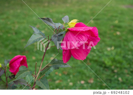 Closeup of pink giant Hibiscus in a public garden 69248102
