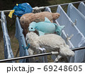 Dolls and baby clothes hang dry the clothes in the backyard. 69248605