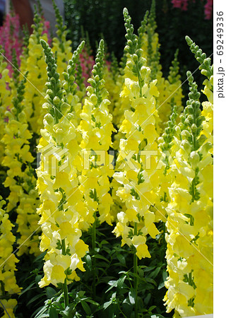 colorful Snapdragon (Antirrhinum majus) blooming in the garden b colorful Snapdragon (Antirrhinum majus) blooming in the garden b 69249336