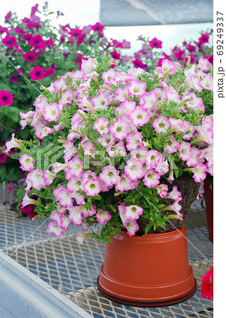 Blurry Petunia, Petunias in the tray,Petunia in the pot Blurry Petunia, Petunias in the tray,Petunia in the pot 69249337