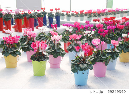 Blurry Cyclamen with pot in the nursery. Flower greenhouse. Prim 69249340