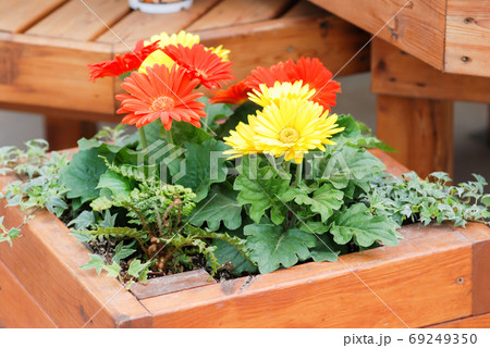 Blurry Red Yellow colour Gerbera daisy. Gerbera plant in pot on 69249350