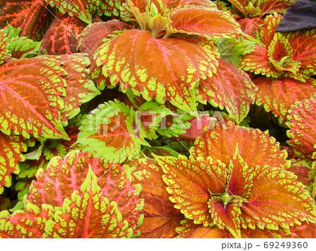 Red green leaves of the coleus, Plectranthus scutellarioides 69249360