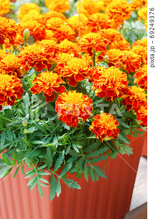 Tagetes patula French marigold in bloom, orange yellow flowers, 69249376