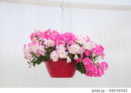 Petunia, Petunias in the tray,Petunia in the pot Petunia, Petunias in the tray,Petunia in the pot 69249382