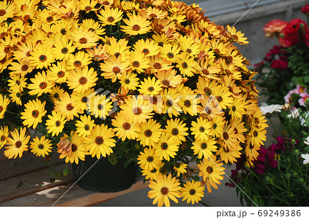 Yellow osteospermum or dimorphotheca flowers, Yellow flowers 69249386