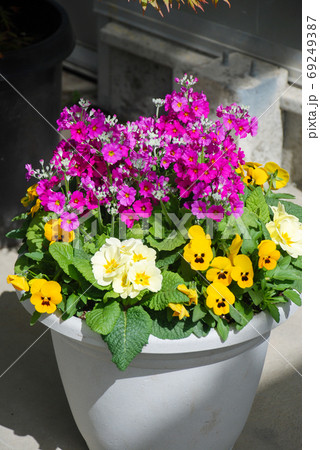 Mixed Flower Pansies closeup of a colorful pansy flower 69249387