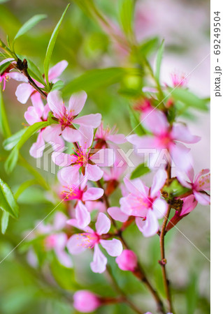 Flowering pink almonds Flowering pink almonds 69249504