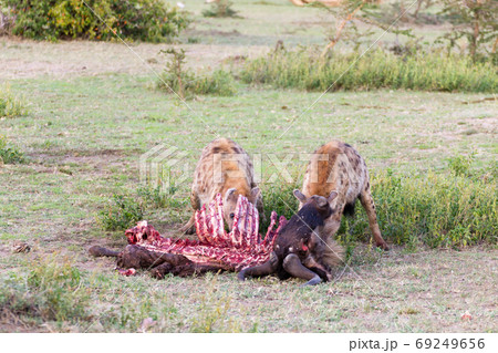 Hyenas eating wildebeest, Serengeti National Park, Hyenas eating wildebeest, Serengeti National Park, 69249656