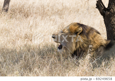 Lion at Serengeti National Park,  Tanzania, Africa 69249658