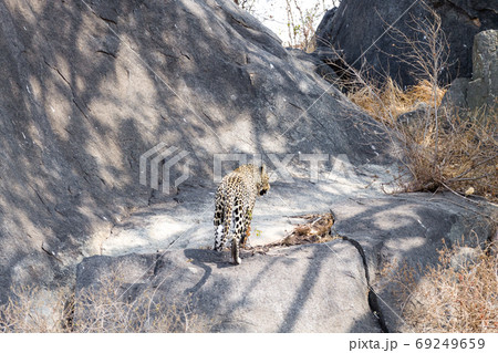 Leopard on rock. Serengeti National Park, 69249659
