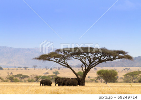 Serengeti National Park landscape, Tanzania, 69249714