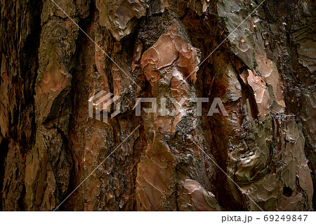 Relief bark of old pine - Pinus sylvestris, lined with bizarre furrows. Close up photo 69249847
