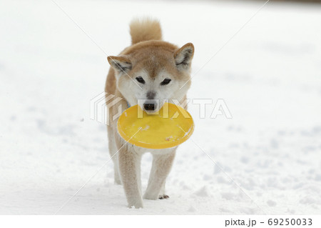 冬の柴犬 冬の柴犬 69250033