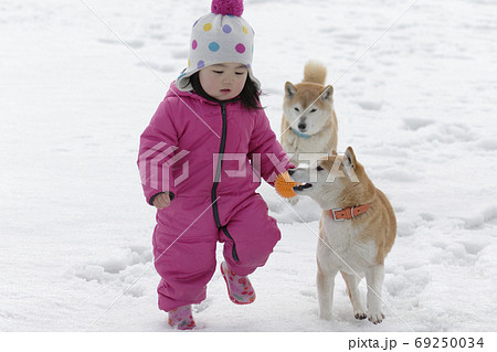 冬の柴犬 冬の柴犬 69250034