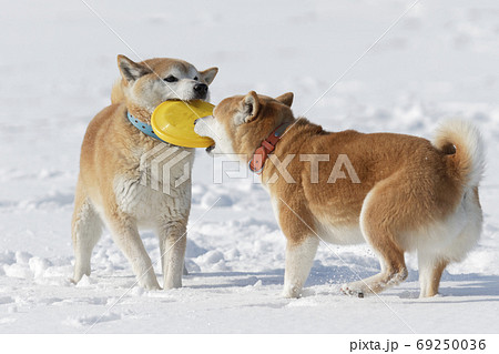 冬の柴犬 冬の柴犬 69250036