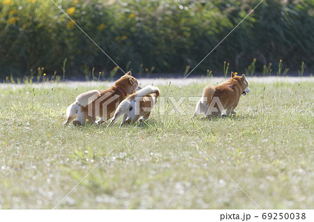 野原で遊ぶ柴犬 69250038