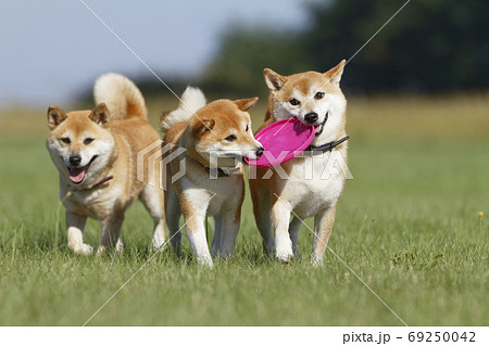 野原で遊ぶ柴犬 69250042