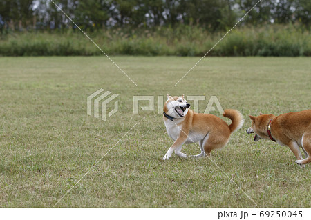 野原で遊ぶ柴犬 69250045