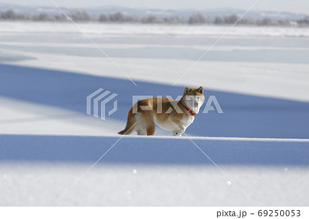 凍える柴犬 69250053