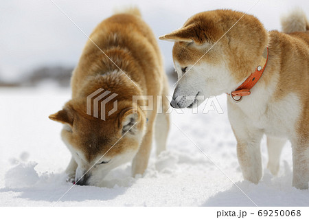 冬の柴犬 冬の柴犬 69250068