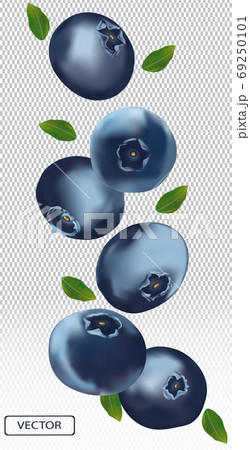 3D blueberry with green leaf. Juicy ripe berry blueberries on a transparent background. Fresh wild summer berry. Illustration for your poster, banner. Vector illustration. 69250101