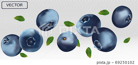 3D blueberry with green leaf. Juicy ripe berry blueberries on a transparent background. Fresh wild summer berry. Illustration for your poster, banner. Vector illustration. 69250102