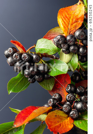 Black chokeberry (aronia melanocarpa) with leaves on a dark back 69250245