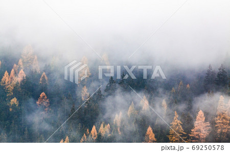autumn nature background forest in fog 69250578