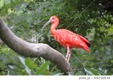 赤い羽 鮮やかな赤い羽根の鳥（ショウジョウトキ 愛知県名古屋市 東山動植物園