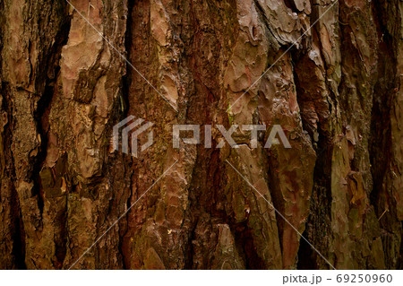 Pine tree bark texture. Close up picture Pine tree bark texture. Close up picture 69250960