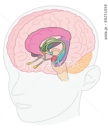 頭部　脳の図解　大脳辺縁系　名称なし 69251059