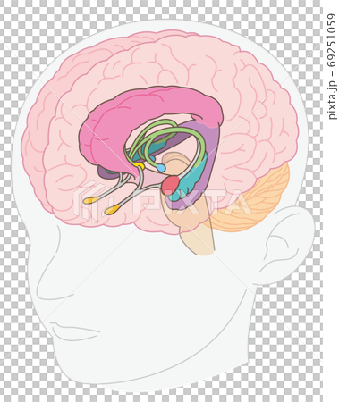頭部 脳の図解 大脳辺縁系 名称なしのイラスト素材
