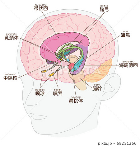 頭部 脳の図解 大脳辺縁系 名称入りのイラスト素材