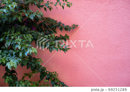 A plant and a red concrete wall. Architectural composition. A plant and a red concrete wall. Architectural composition. 69251289