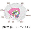 脳の図解　大脳辺縁系　名称入り 69251419