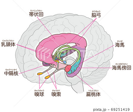 脳の図解 大脳辺縁系 名称入りのイラスト素材