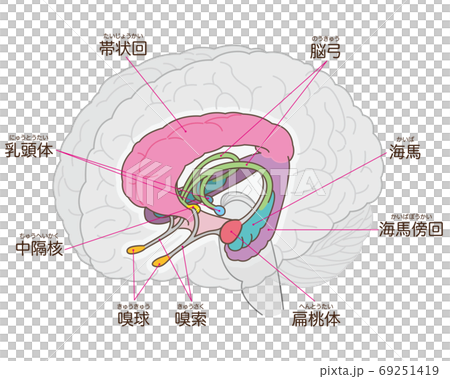 脳の図解 大脳辺縁系 名称入りのイラスト素材