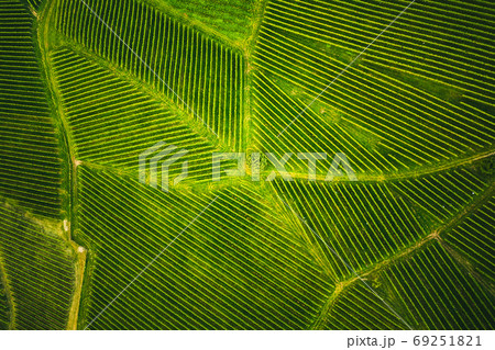 Aerial view at rows of grape vines vineyard South Styria , Austria 69251821