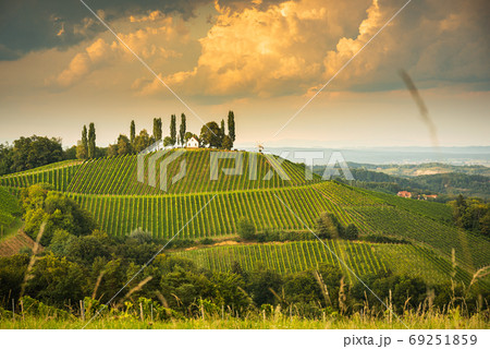 Vineyard on an Austrian countryside, Styrian Tuscany Vineyard on an Austrian countryside, Styrian Tuscany 69251859
