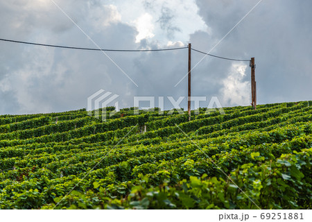 Vineyard on an Austrian countryside, Styrian Tuscany 69251881